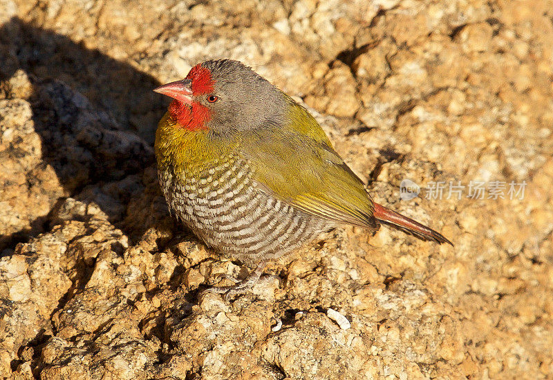 Green-Winged Pytilia